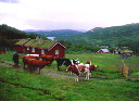 Mountain farm